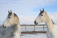 Snow days at Riverland Horse Farm